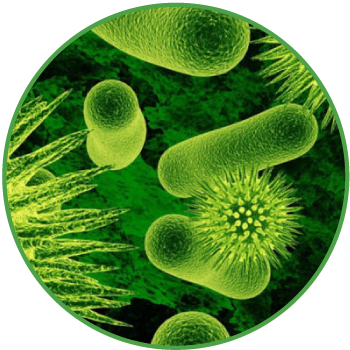 Bacteria